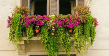 چه گیاهانی برای تراس مناسب است ؟ | گیاهان همیشه سبز برای بالکن