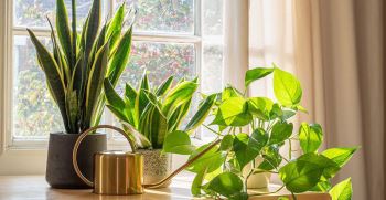 ترفندهای رشد سریع گیاهان آپارتمانی، موردتایید متخصصان باغبانی