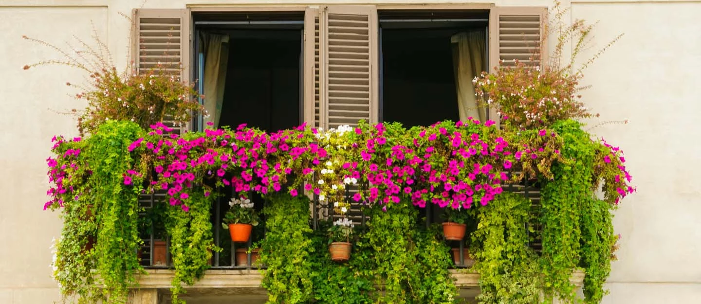 لیست گل های تابستانی خوشبو