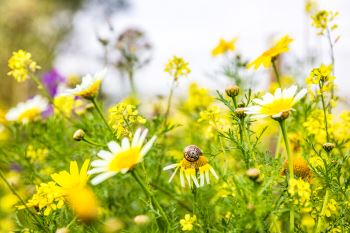 گل های تابستانی خوشبو