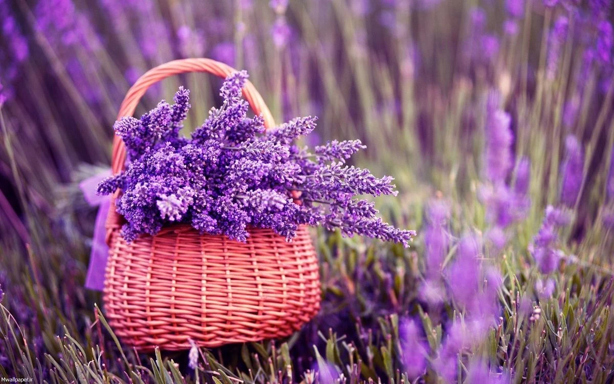 2. گل اسطوخدوس بهترین گل تابستانی خوشبو