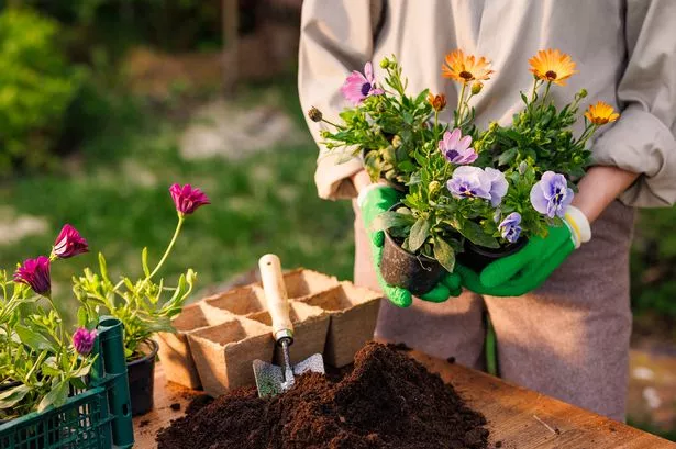 چگونه از گل های تابستانی خوشبو مراقبت کنیم؟