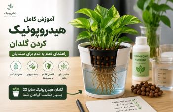 آموزش هیدروپونیک کردن گلدان | راهنمای کامل برای شروع کشت بدون خاک